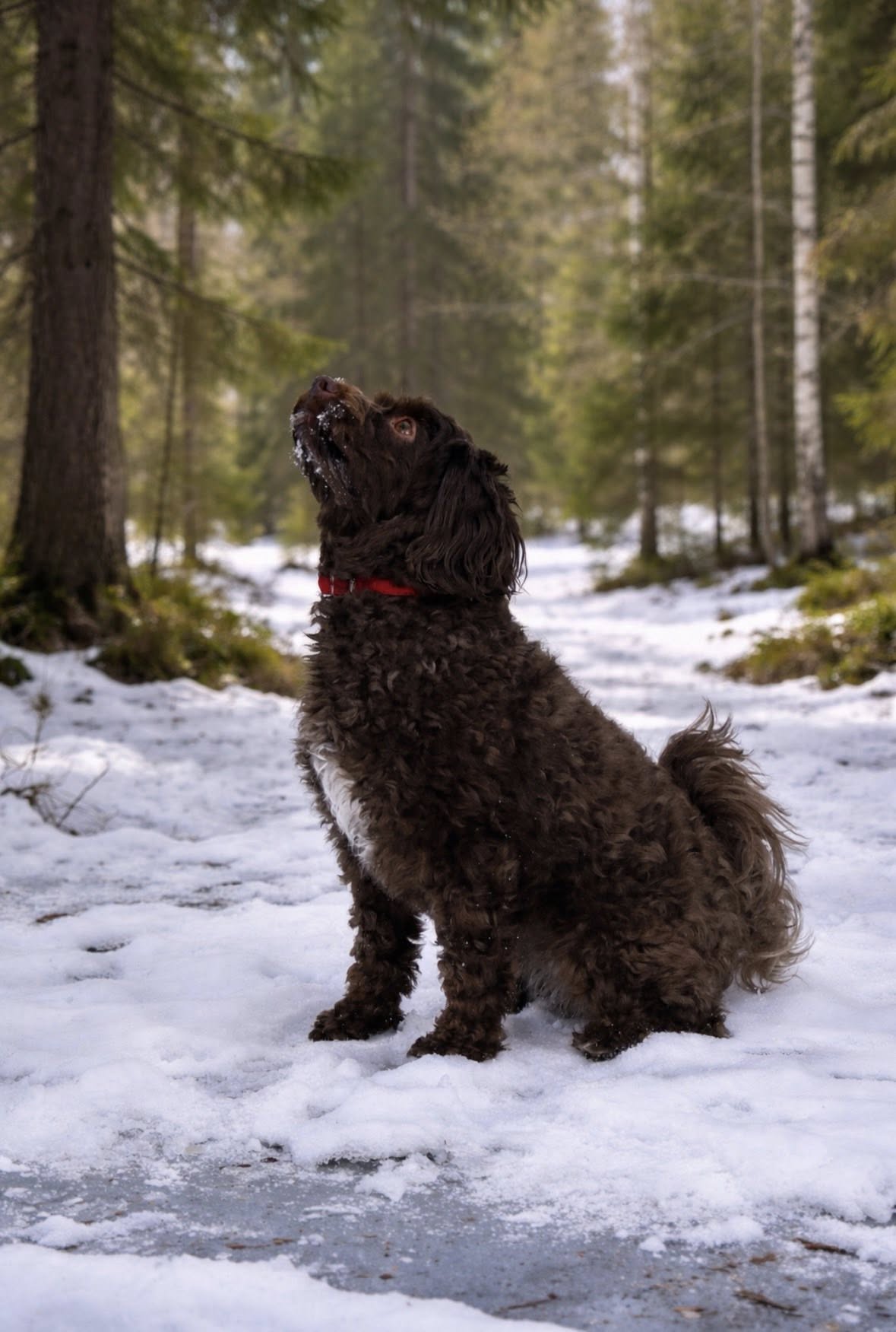 Max the dog